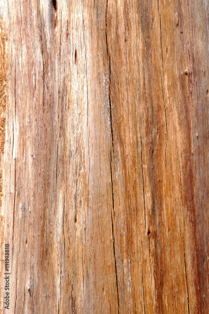 Fototapeta premium Texture of Pine wood.
