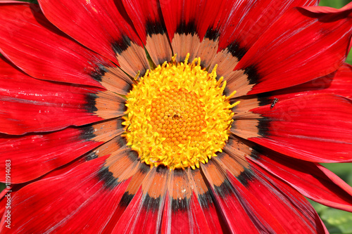 red gazania close up texture background