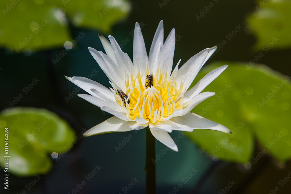 white waterlily or lotus flower blooming on pond white waterlily or lotus flower blooming on pond