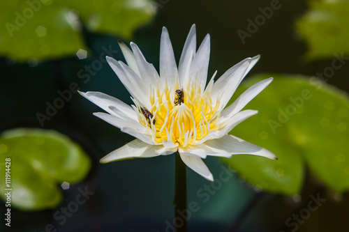 white waterlily or lotus flower blooming on pond