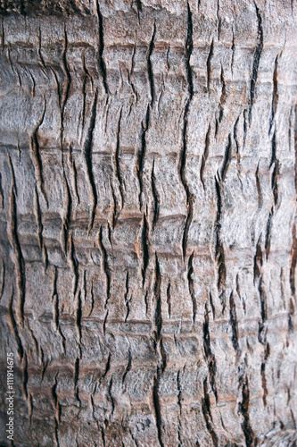 Coconut tree bark texture.
