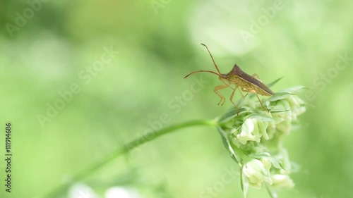 花とカメムシ