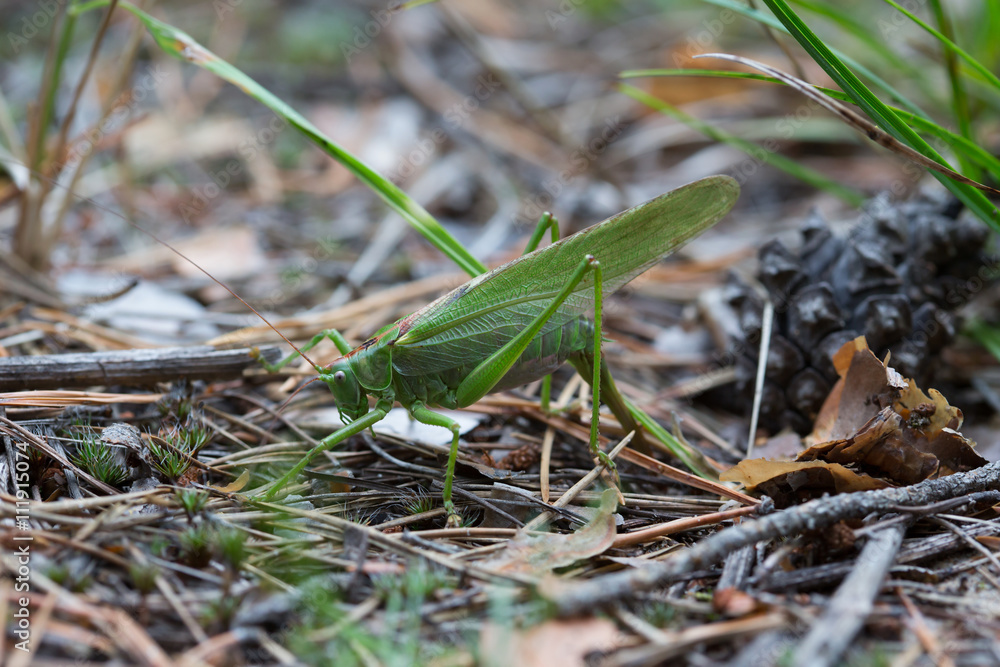 The female green grasshopper lays her eggs in the earth The female green grasshopper lays her eggs in the earth
