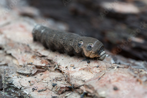 A large brown moth caterpillar