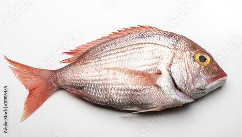 red snapper isolated on white background