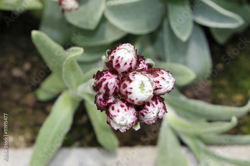 "Strawflower" blooming buds in St. Gallen, Switzerland. Its scientific name is Helichrysum Albo-Brunneum, native to Eastern South Africa and Lesotho.
