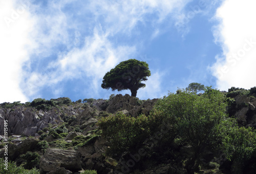 Lonely tree near a top of Zas mountain, Naxos, Greece