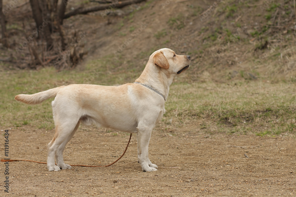 beautiful purebred fawn dog Labrador Retriever beautiful purebred fawn dog Labrador Retriever