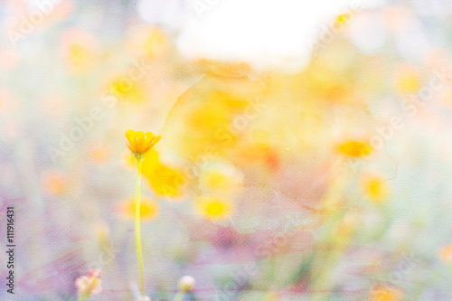 Yellow cosmos flowers image mix with painted watercolor on paper