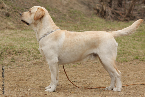 dog Labrador Retriever standing in the show position