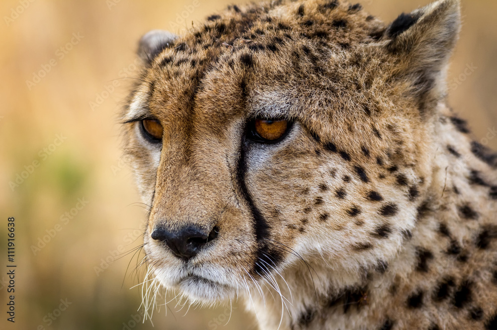 Cheetah resting in the Serengeti National Park, Tanzania, Africa Cheetah resting in the Serengeti National Park, Tanzania, Africa