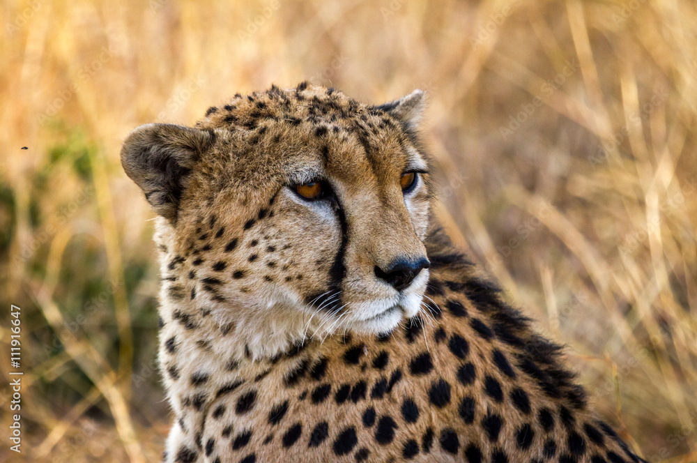 Cheetah resting in the Serengeti National Park, Tanzania, Africa Cheetah resting in the Serengeti National Park, Tanzania, Africa