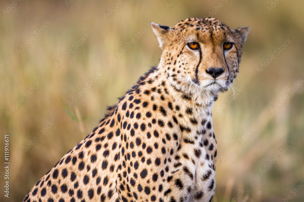 Cheetah resting in the Serengeti National Park, Tanzania, Africa Cheetah resting in the Serengeti National Park, Tanzania, Africa