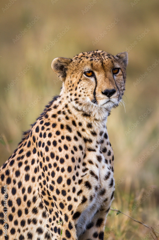 Cheetah resting in the Serengeti National Park, Tanzania, Africa Cheetah resting in the Serengeti National Park, Tanzania, Africa