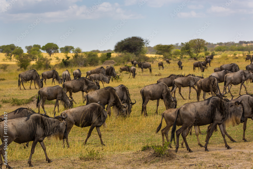 Wildebeests in the savana of Serengeti National Park, Tanzania Wildebeests in the savana of Serengeti National Park, Tanzania