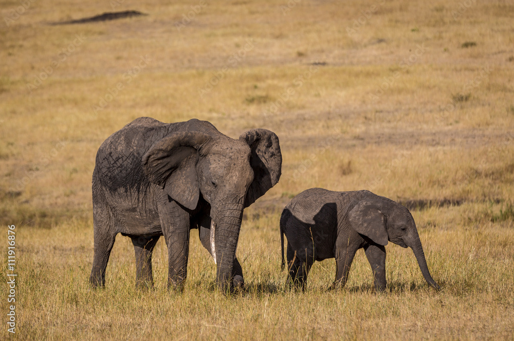 Elephants in the Serengeti National Park, Tanzania, Africa