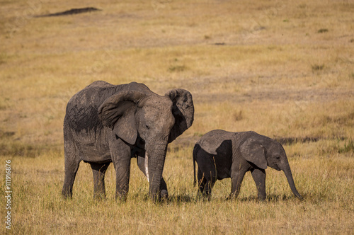 Elephants in the Serengeti National Park  Tanzania  Africa