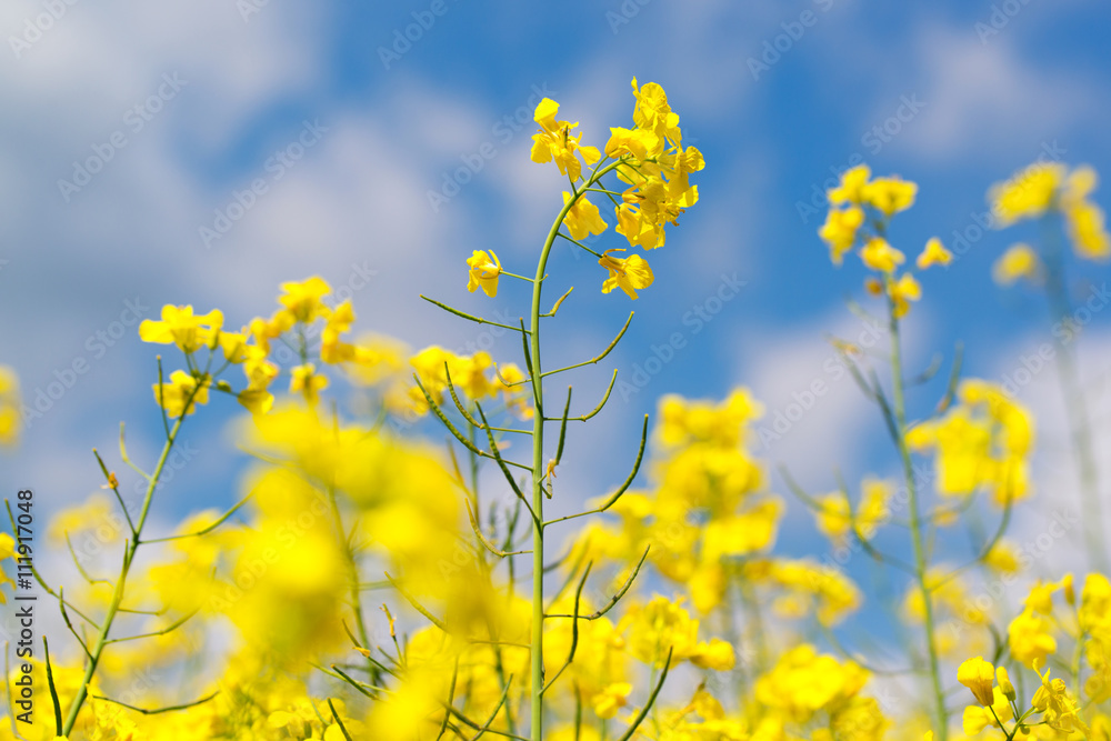 Yellow rape flowers in field with blue sky and clouds