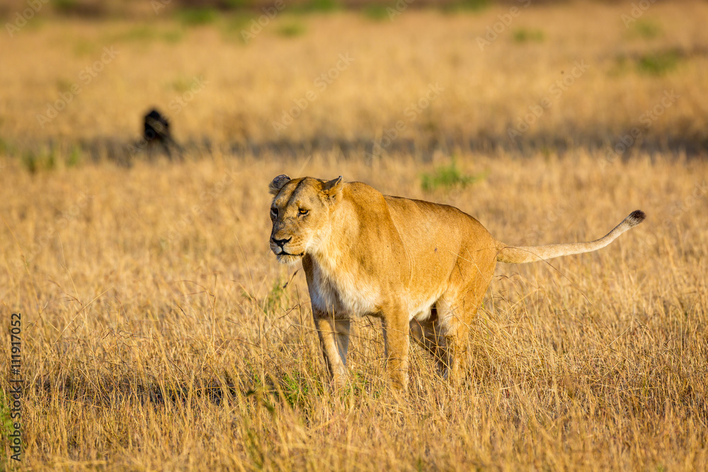 Naklejka premium Lioness resting in the Serengeti National Park, Tanzania, Africa