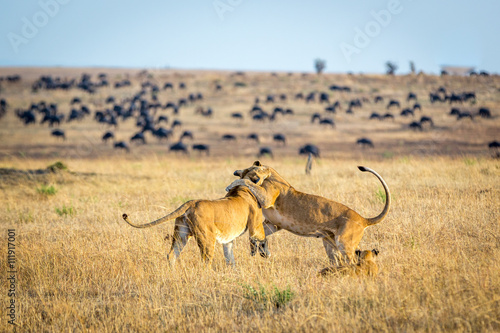 Lioness resting in the Serengeti National Park, Tanzania, Africa