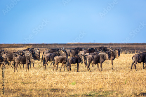 Wildebeests in the savana of Serengeti National Park, Tanzania