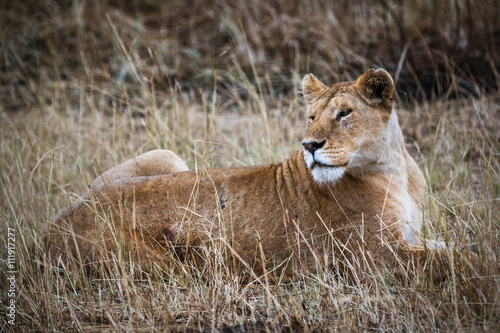 Lioness resting in the Serengeti National Park  Tanzania  Africa