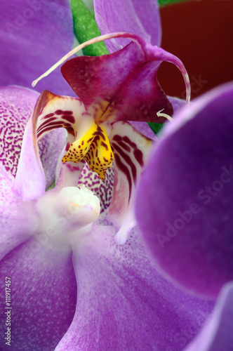 Macro of pink orchid flower