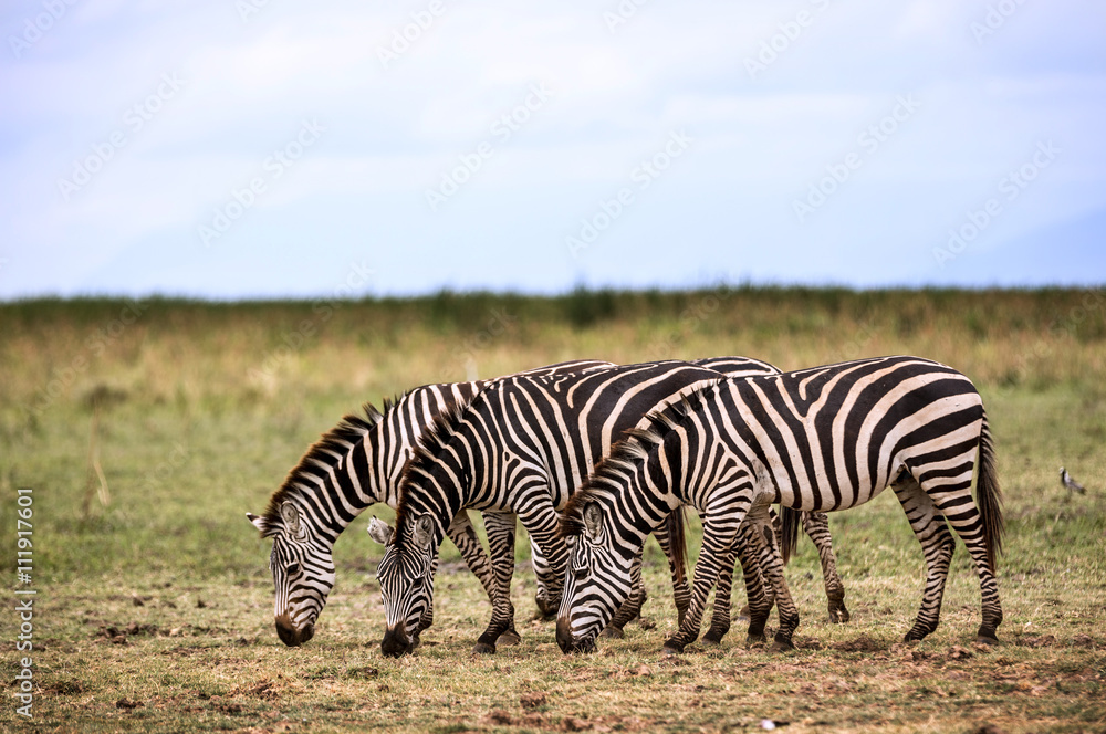 Fototapeta premium Wildlife in Lake Manyara National Park in Tanzania, Africa