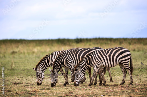 Wildlife in Lake Manyara National Park in Tanzania  Africa