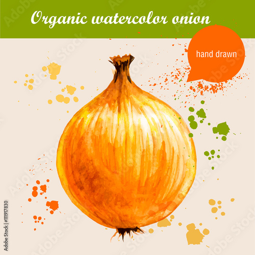 Vector watercolor hand drawn onion with watercolor drops. Organic food illustration.
