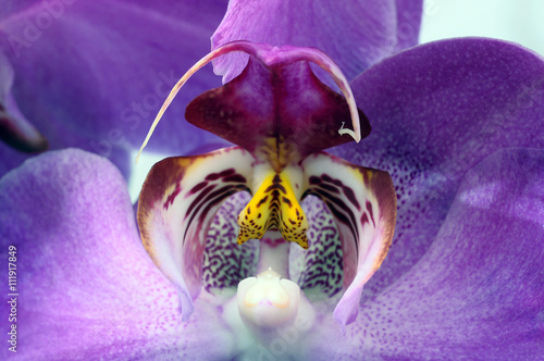 Fotografie, Obraz Macro of purple orchid flower