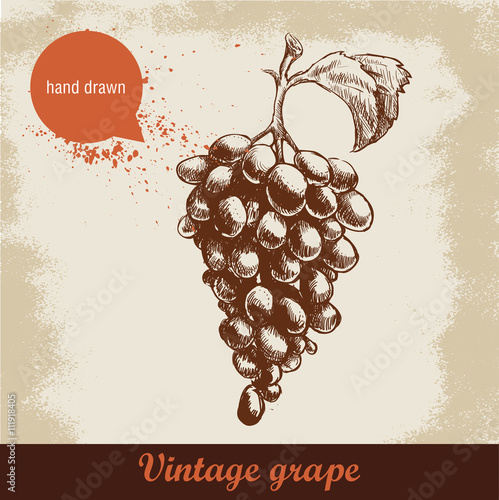 Hand drawn grape illustration on grunge background. Sketch style eco food illustration.