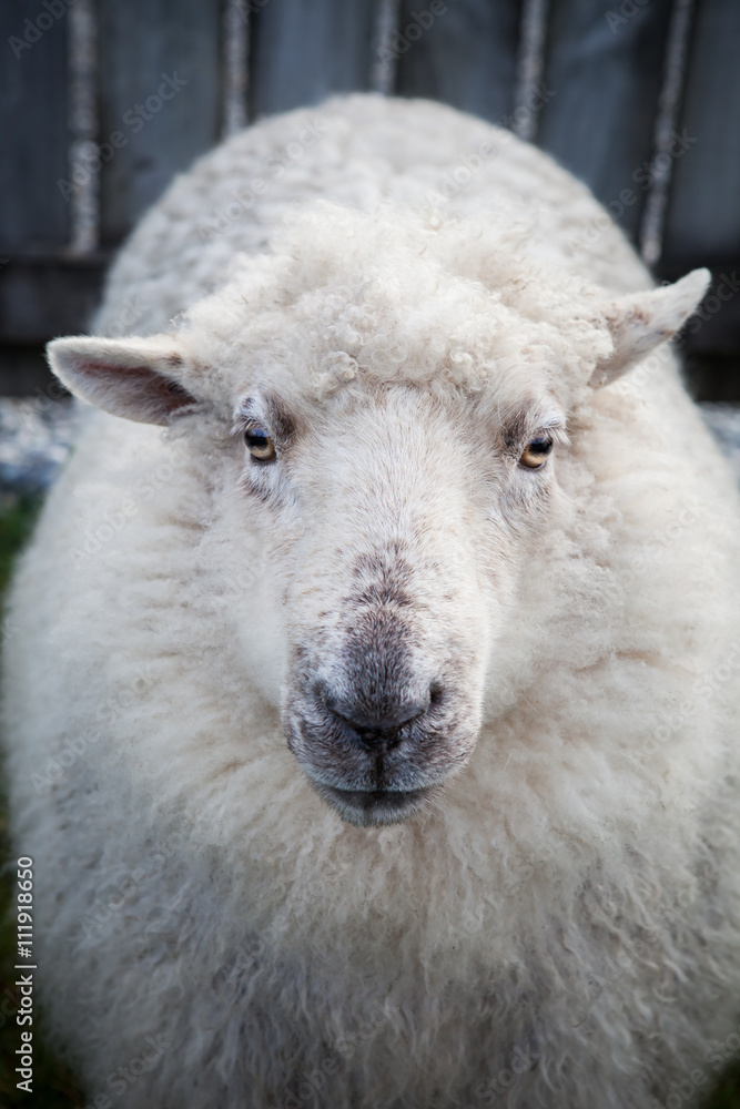 Fototapeta premium close up face of new zealand merino sheep in rural livestock far