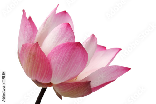 beautiful lotus(single blooming lotus flower isolated on white b