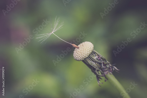 Fototapeta Naklejka Na Ścianę i Meble -  The last seed