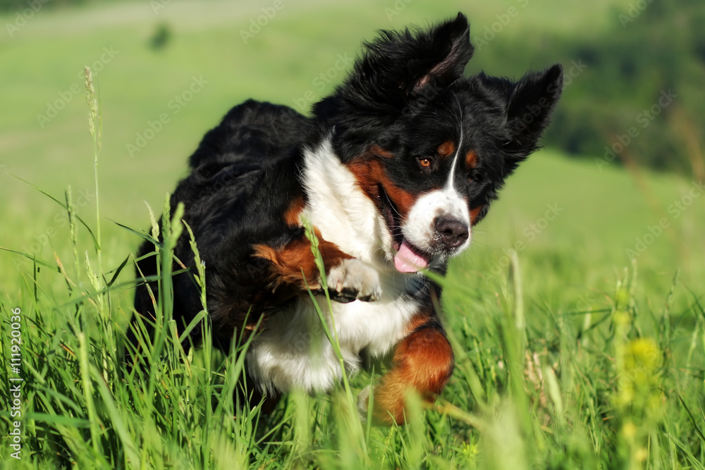 beautiful happy Bernese mountain dog