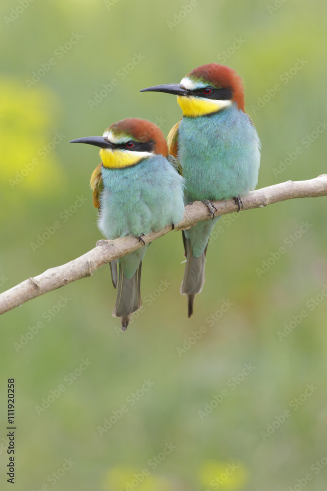 Obraz premium European bee-eater ( Merops apiaster ) is sitting on a twig