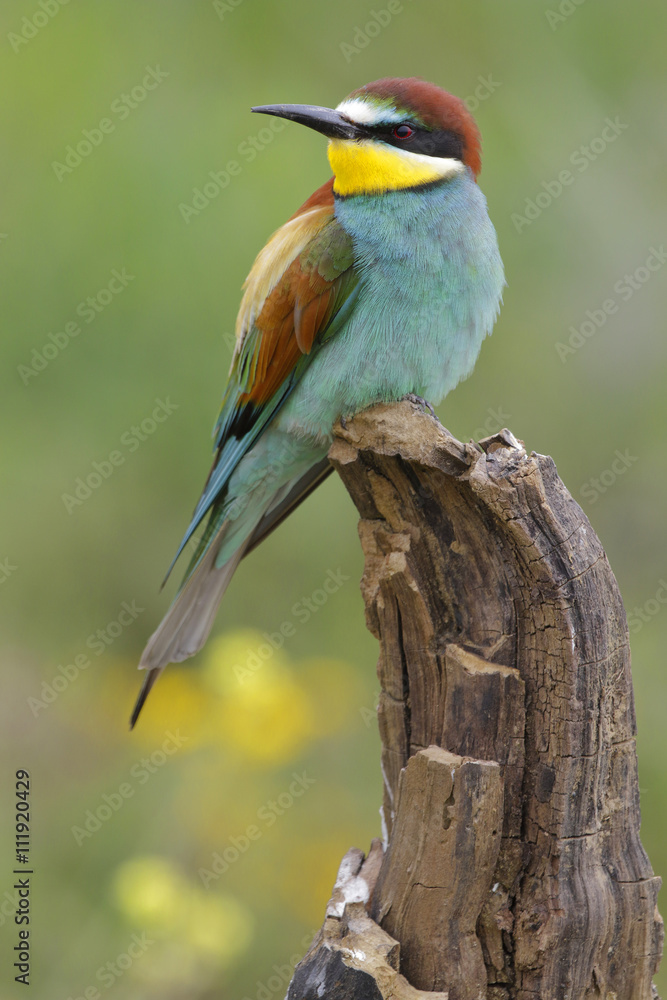 Fototapeta premium European bee-eater ( Merops apiaster ) is sitting on a twig