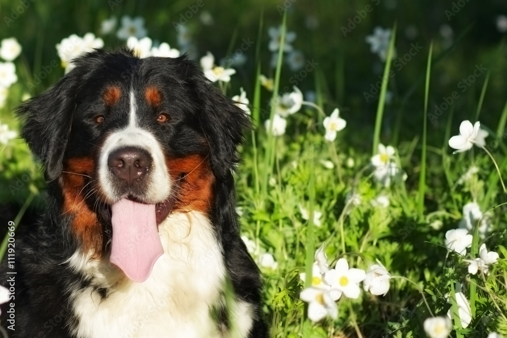 beautiful happy dog Bernese mountain dog