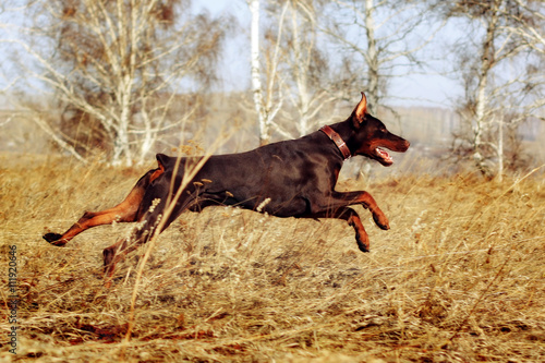 brown dog Doberman Pinscher runs gallop