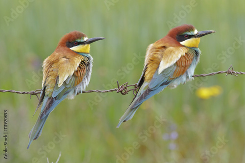 European bee-eater ( Merops apiaster ) is sitting on a twig