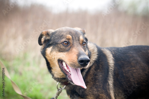 Mixed breed dog portrait outdoor © GrasePhoto