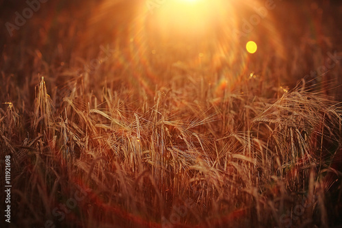 grain wheat summer field