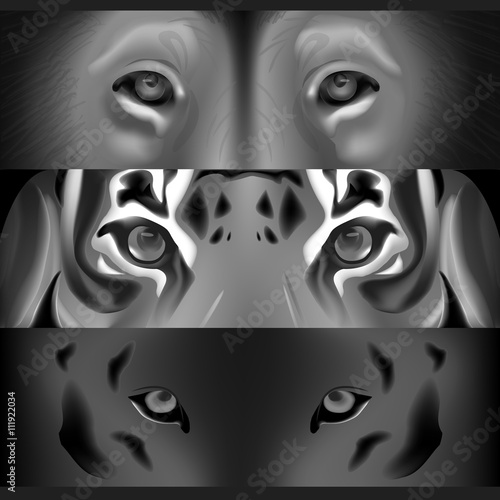 Fototapeta Naklejka Na Ścianę i Meble -  The face of a tiger and a lion greyscale