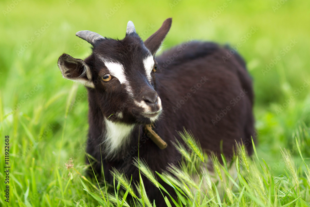 goat grazing on the lawn goat grazing on the lawn