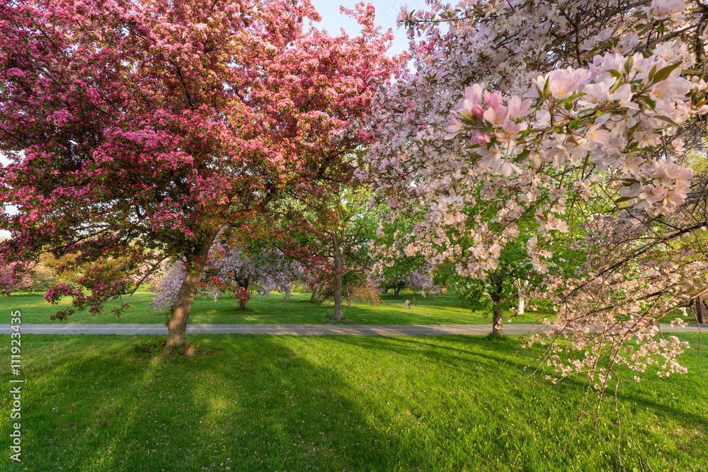 trees with colorful blossoms in Spring trees with colorful blossoms in Spring