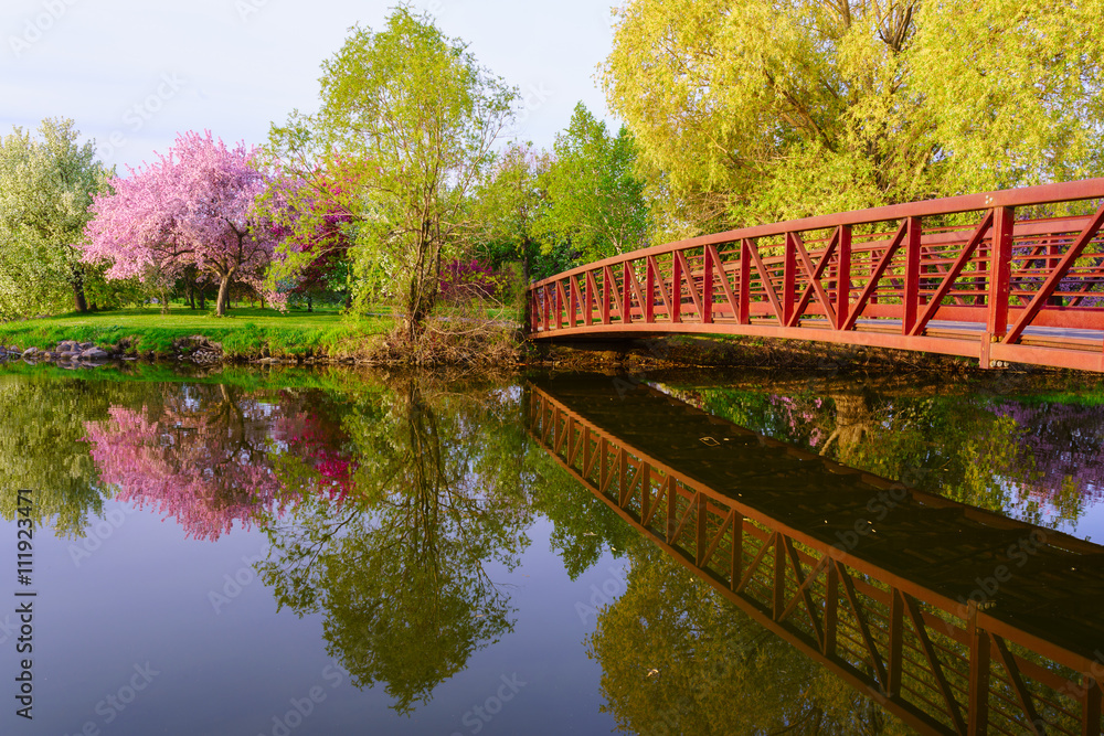 A park with red bridge and pink blossom tree