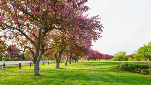 Pink blossom trees beside a road