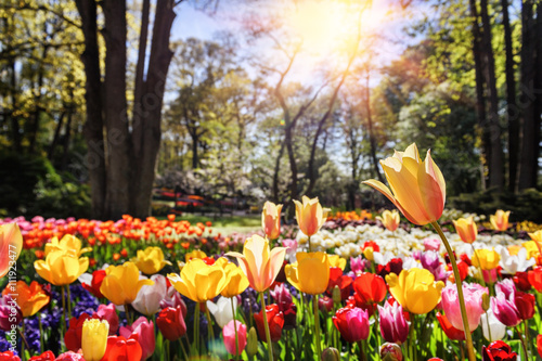 Spring landscape with multicolor tulips