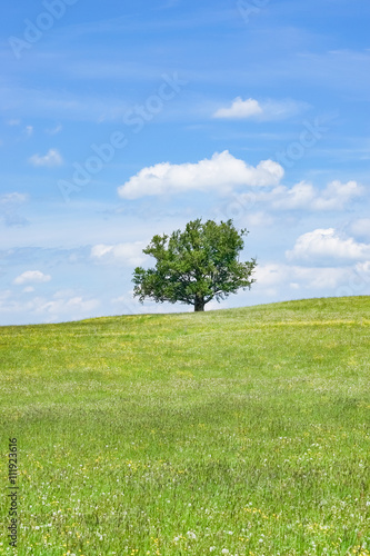Fr  hlingswiese mit einem Baum
